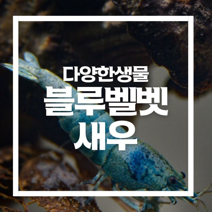  블루벨벳새우 수명과 먹이 번식까지, 관상용으로 키우기