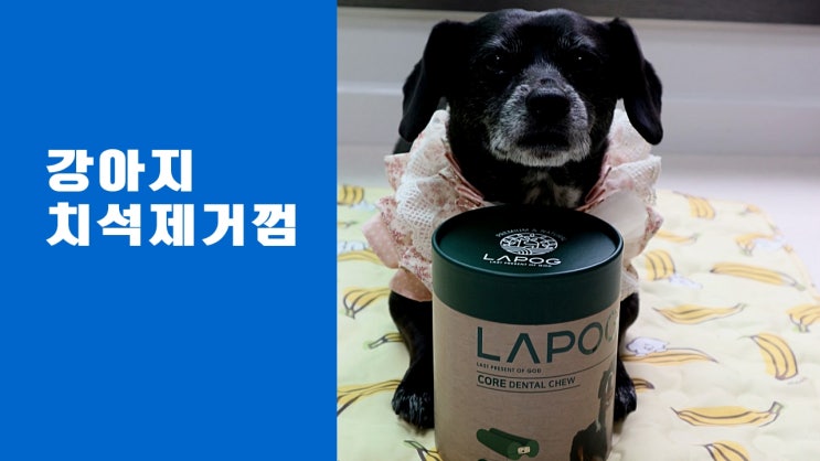 강아지 치석 제거껌 오래 씹는 덴탈껌 추천 강아지 치석 제거껌 오래 씹는 덴탈껌 추천