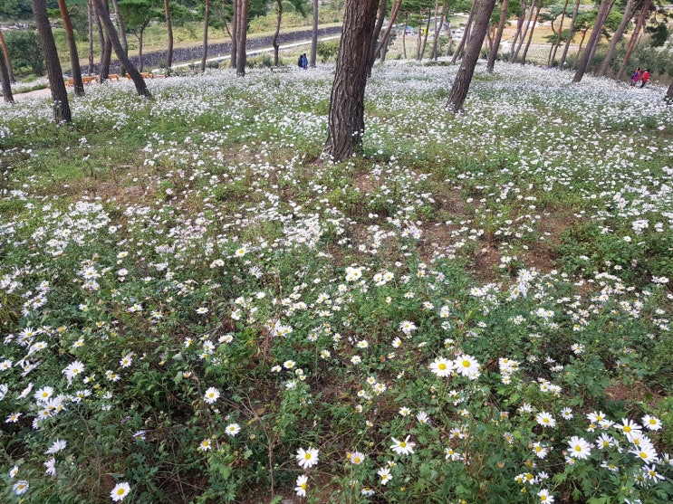 행복도 심는 것입니다