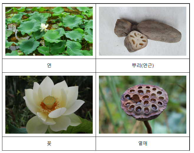 연뿌리 추출물에서 치주염 개선 효능 최초로 확인_환경부 연뿌리 추출물에서 치주염 개선 효능 최초로 확인_환경부