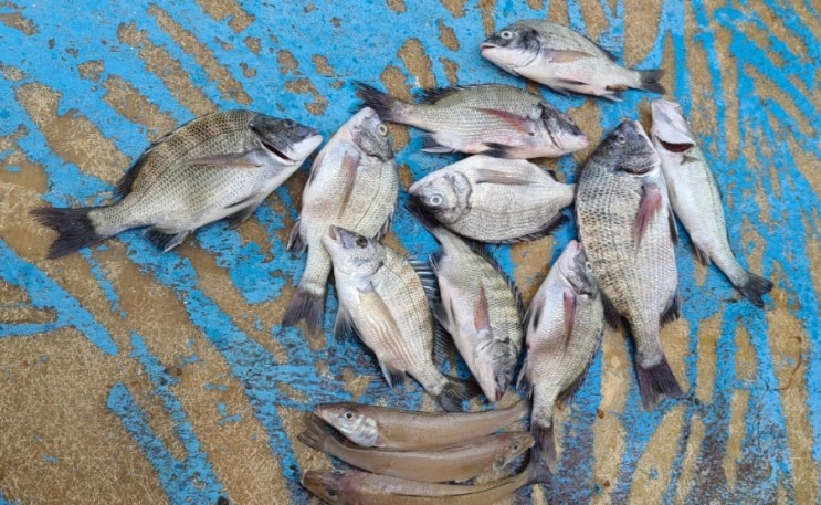  사천 산분령 유료 낚시터