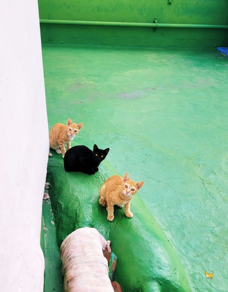 길고양이와 나의 이야기.