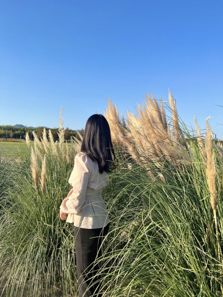 부산 핑크뮬리 팜파스 명소, 대저생태공원 부산 핑크뮬리 팜파스 명소, 대저생태공원