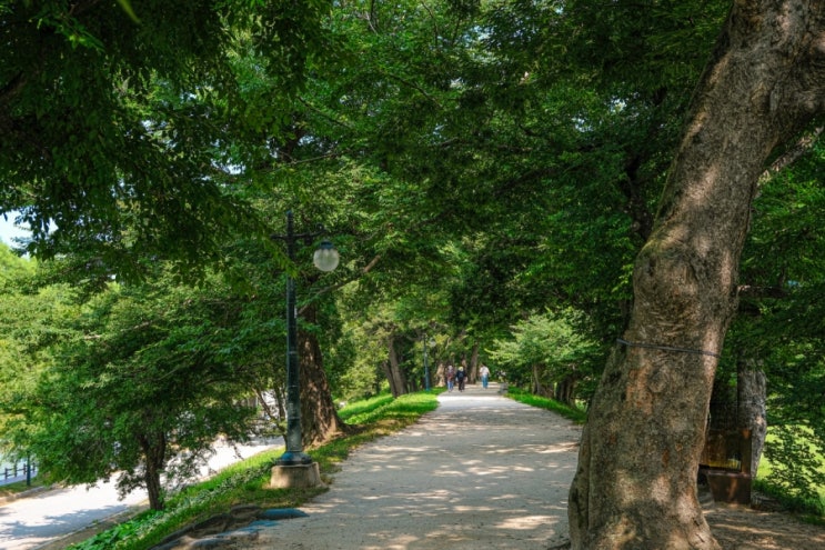 전남 담양 가볼만한 곳! 산책하며 힐링하기 좋은, 관방제림