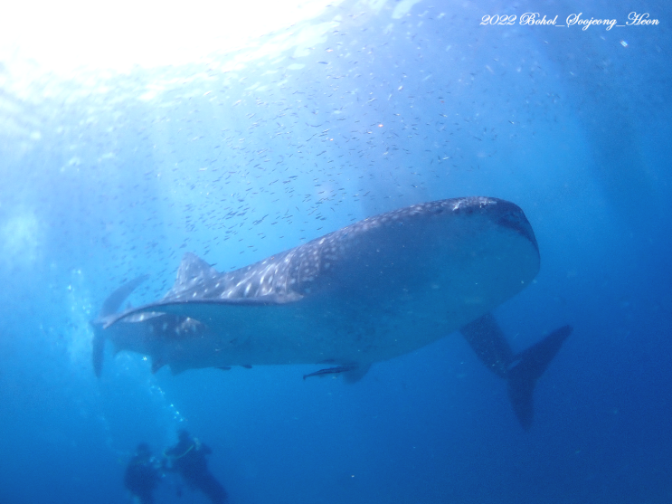 보홀 고래상어 릴라 & 나팔링 정어리떼  Lila Whale shark Bohol & Napaling Point Sardines