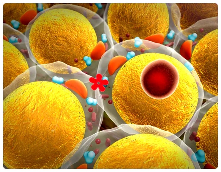 백색 vs 베이지색 vs 갈색 지방세포 탐구!
