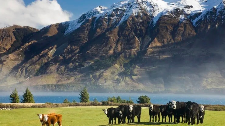 [탄소중립] 뉴질랜드 가축의 트림과 배설물에 세금 부과 계획