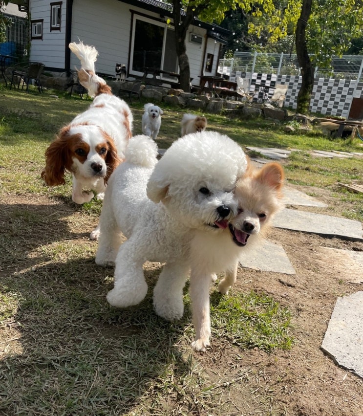  분당애견교육유치원:) 라드독