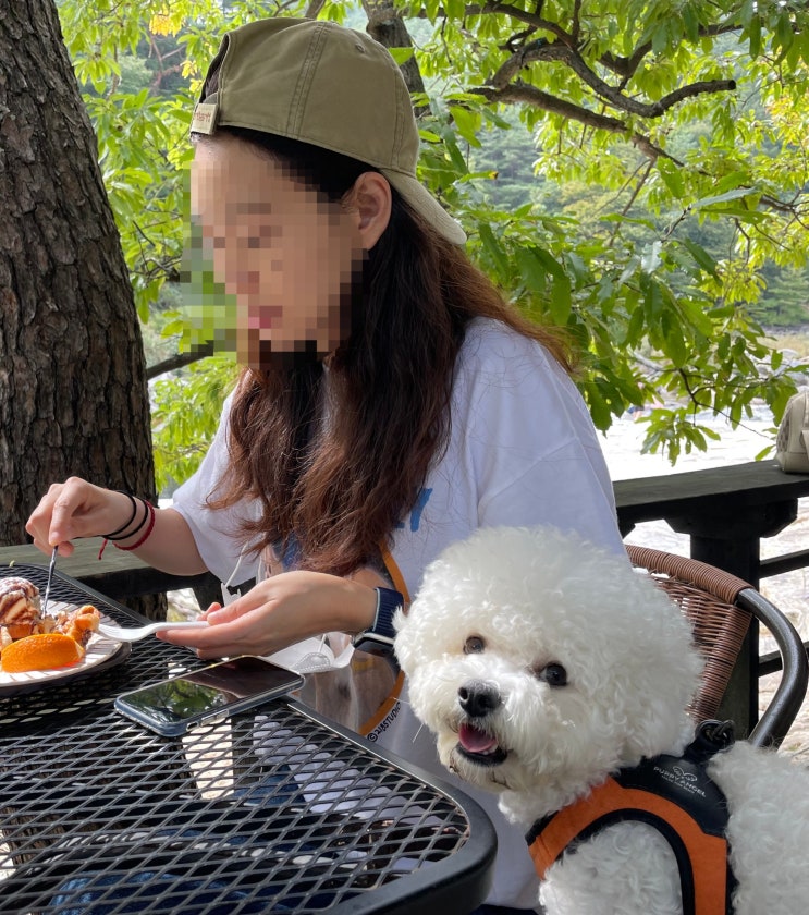  경남애견동반카페 , 주말에 가기 좋은 계곡과 숲이 있는 거창 민들레울 카페 :)
