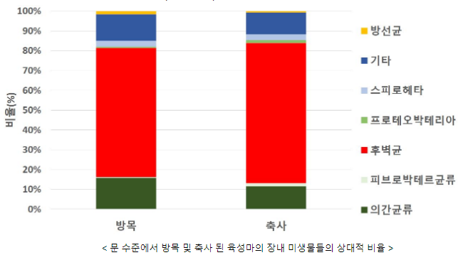 육성마 방목, 장내 미생물 환경 개선·지구력 향상 도움 육성마 방목, 장내 미생물 환경 개선·지구력 향상 도움