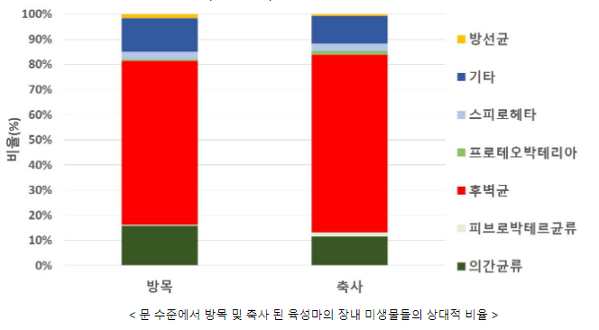 육성마 방목, 장내 미생물 환경 개선·지구력 향상 도움