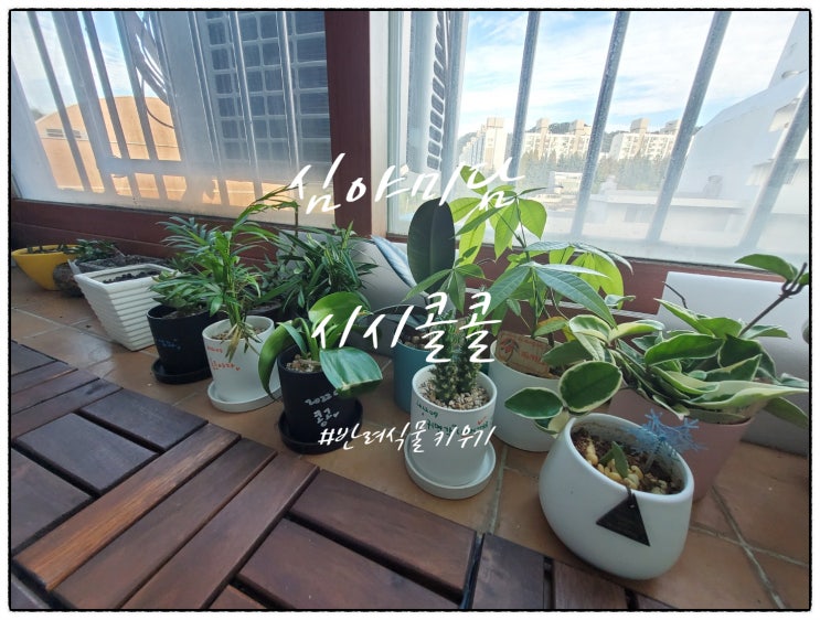  [취미] 마크라메 매듭공예와 식물기르기