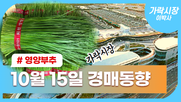  [경매사 일일보고] 10월 15일자 가락시장 "영양부추" 경매동향을 살펴보겠습니다!