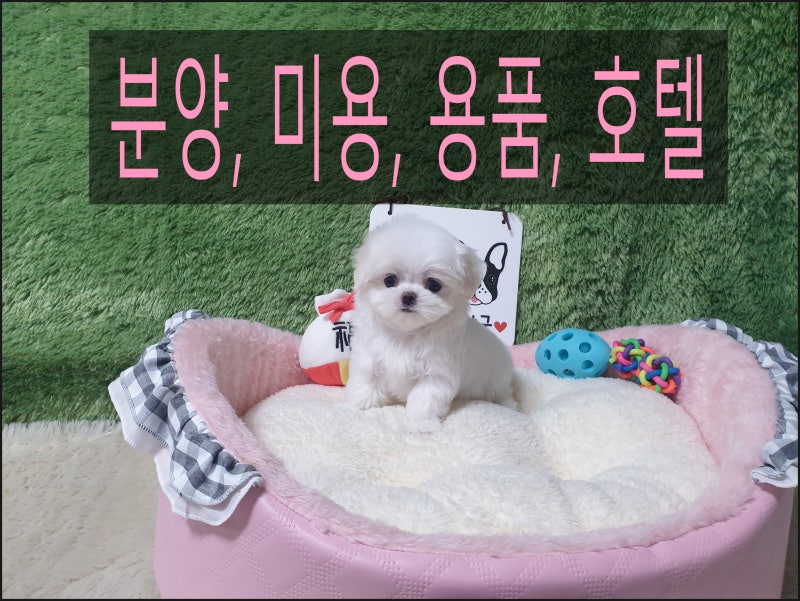 광주광역시강아지분양 수준있는 반려동물 입양