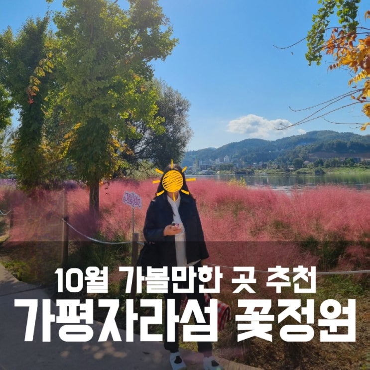 가평 자라섬 남도 꽃정원 10월 13일 개화 현황