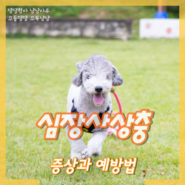  강아지 심장사상충 증상, 얼마나 위험한 걸까? (예방법)