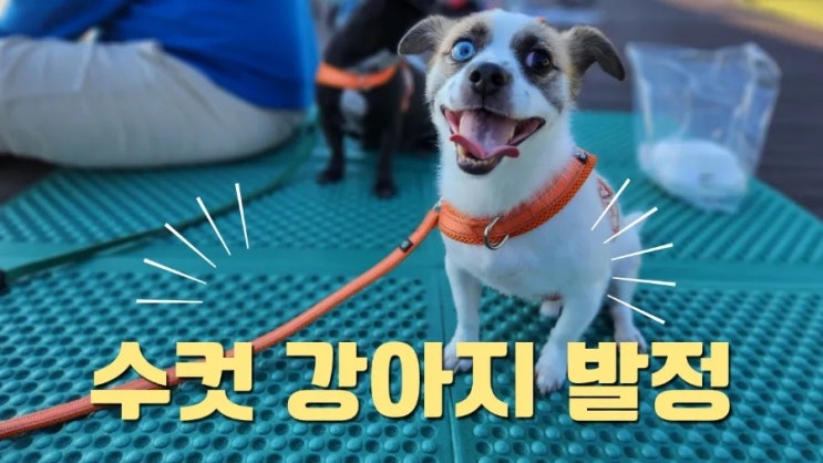 강아지 발정 마운팅 시기, 대처법 강아지 발정 마운팅 시기, 대처법