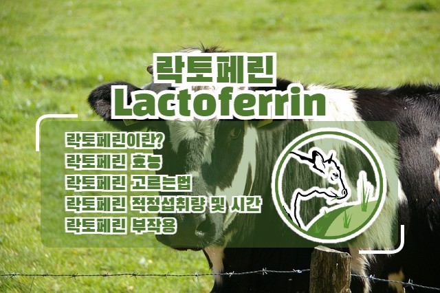  락토페린의 모든것! 효능, 고르는법, 섭취량, 섭취시간, 부작용까지!