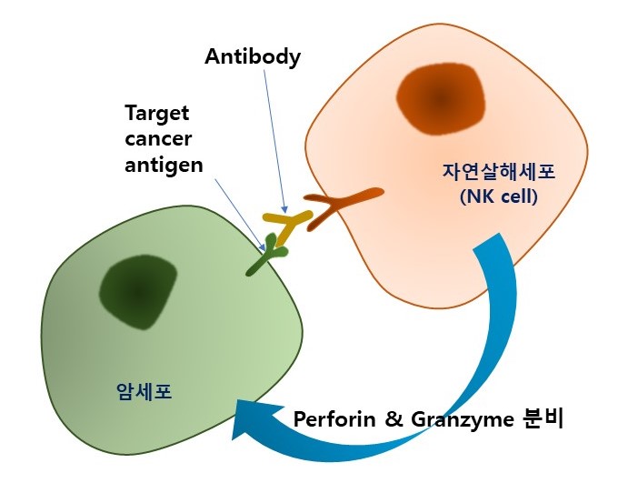  면역시스템과 운동, ,자연살해세포(NK세포), T림프구, 면역글로블린(항체)