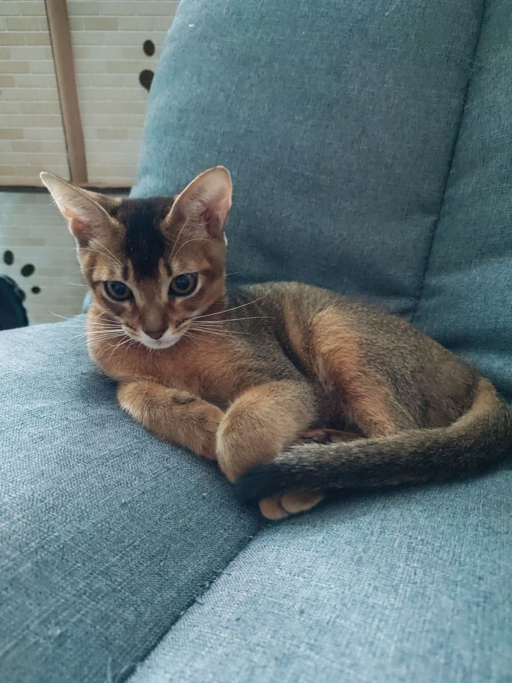  아비시니안 고양이 귀여운 사진 이름은 호수 여자아이입니다.