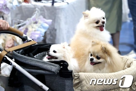 펫보험 시장 '꿈틀'…제도 개선 뒷받침될까 펫보험 시장 '꿈틀'…제도 개선 뒷받침될까