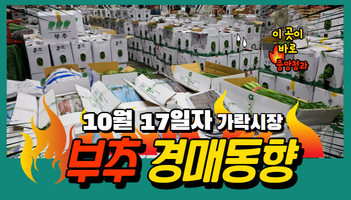  [경매사 일일보고] 10월 17일자 가락시장 "부추" 경매동향을 살펴보겠습니다!