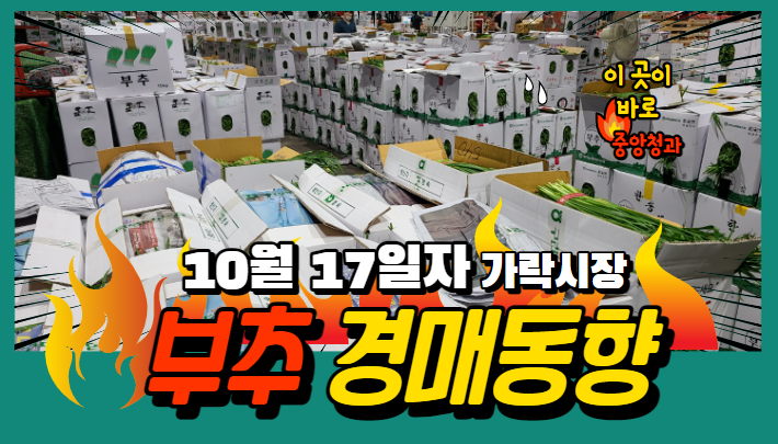 [경매사 일일보고] 10월 17일자 가락시장 "부추" 경매동향을 살펴보겠습니다!