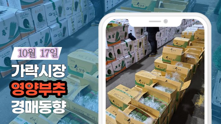  [경매사 일일보고] 10월 17일자 가락시장 "영양부추" 경매동향을 살펴보겠습니다!