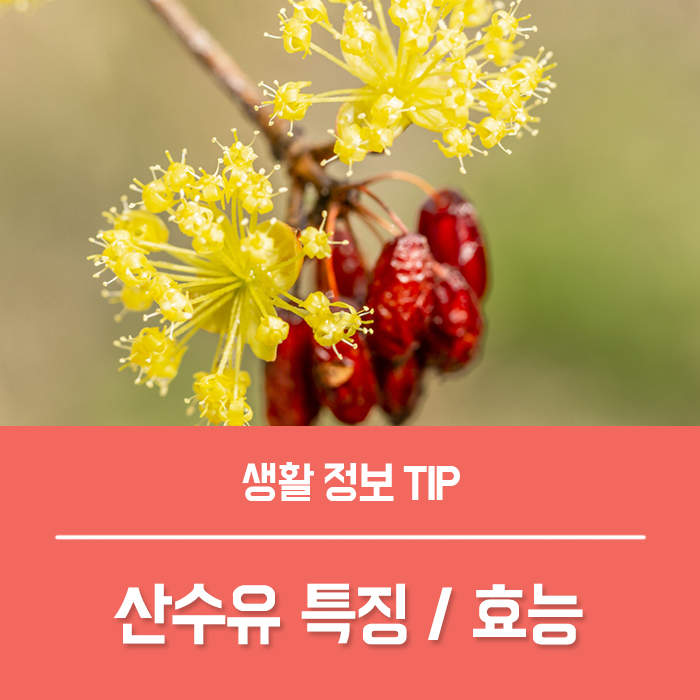 산수유 꽃말과 산수유나무 특징, 산수유 효능