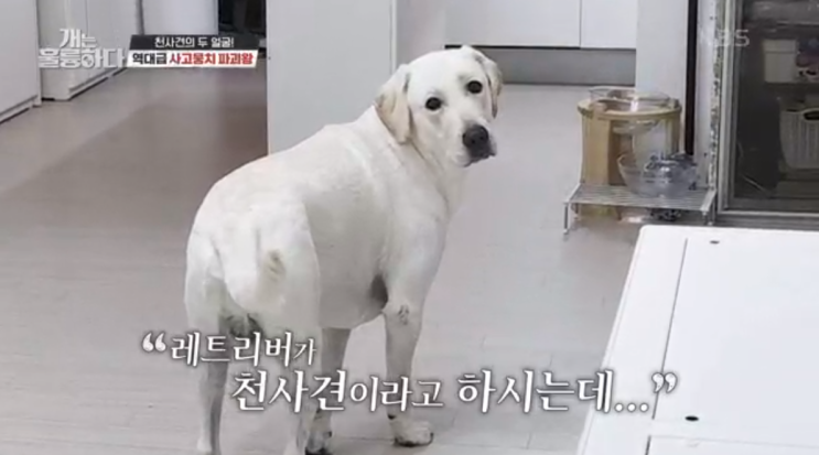  개는 훌륭하다 145회 래브라도리트리버 삼월이 아파트 사고뭉치 고민견 강형욱 고쳐주세요~~
