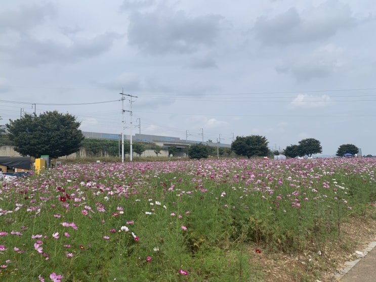  #80 10월 1주 / 직장인의 행복한 일상 blog