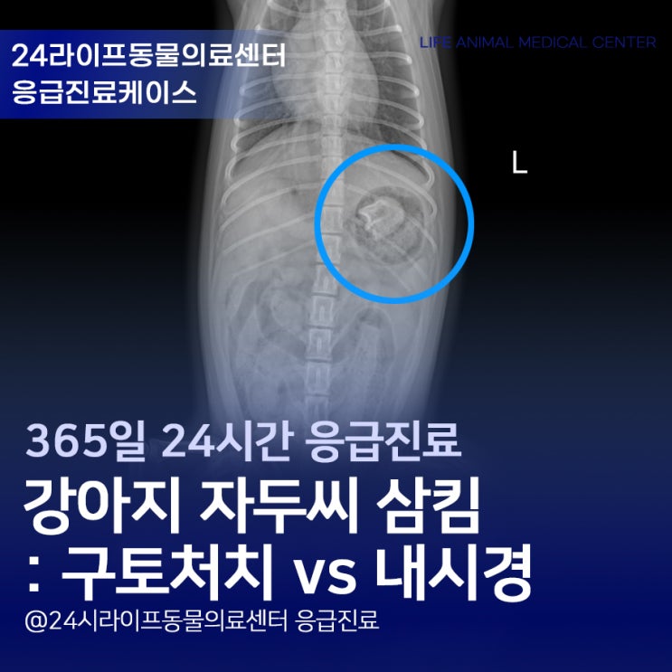 대구 강아지 위내시경 : 강아지 자두씨 삼켰을 때, 구토처치 vs 내시경 대구 강아지 위내시경 : 강아지 자두씨 삼켰을 때, 구토처치 vs 내시경