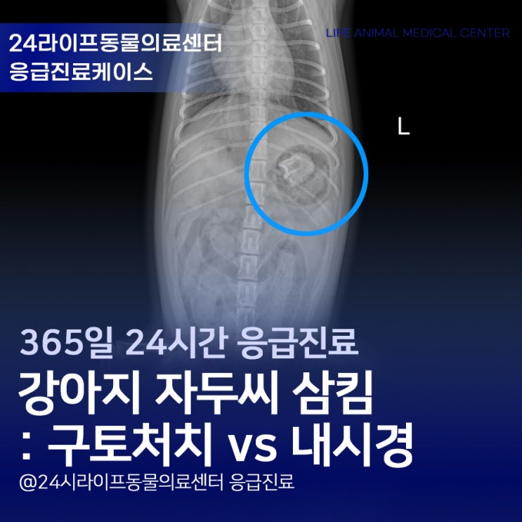 대구 강아지 위내시경 : 강아지 자두씨 삼켰을 때, 구토처치 vs 내시경