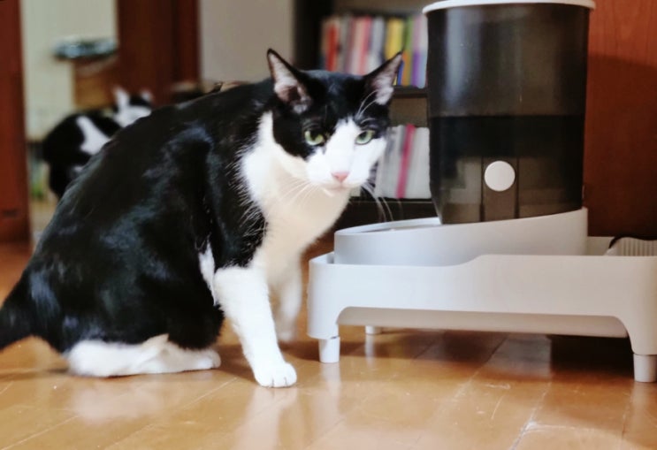  고양이 사료양 조절도 스마트하게_바비온 고양이 자동급식기 사용 후기
