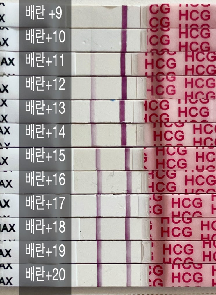 임신일기1. 배란일에 따른 임테기진하기와 배테기진하기(다낭성, 나팔관한쪽막힘) 임신일기1. 배란일에 따른 임테기진하기와 배테기진하기(다낭성, 나팔관한쪽막힘)