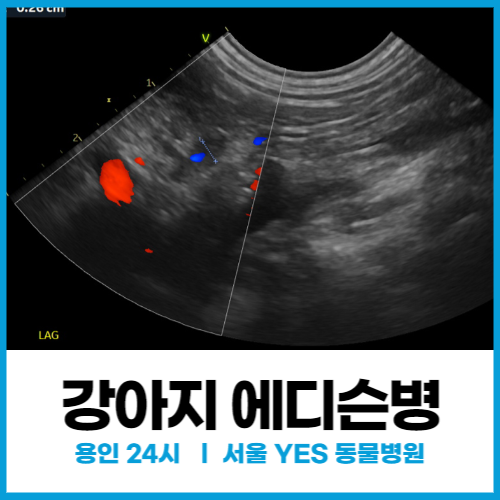  [내과] 강아지 에디슨병, 부신피질기능저하증, 갑자기 살이 빠질 때 치료 (용인 분당 동탄 24시 응급 전문 동물병원)