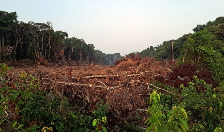 [지구온난화] 기후 위기 지구의 허파 브라질 아마존이 파괴되고 있어 아프다