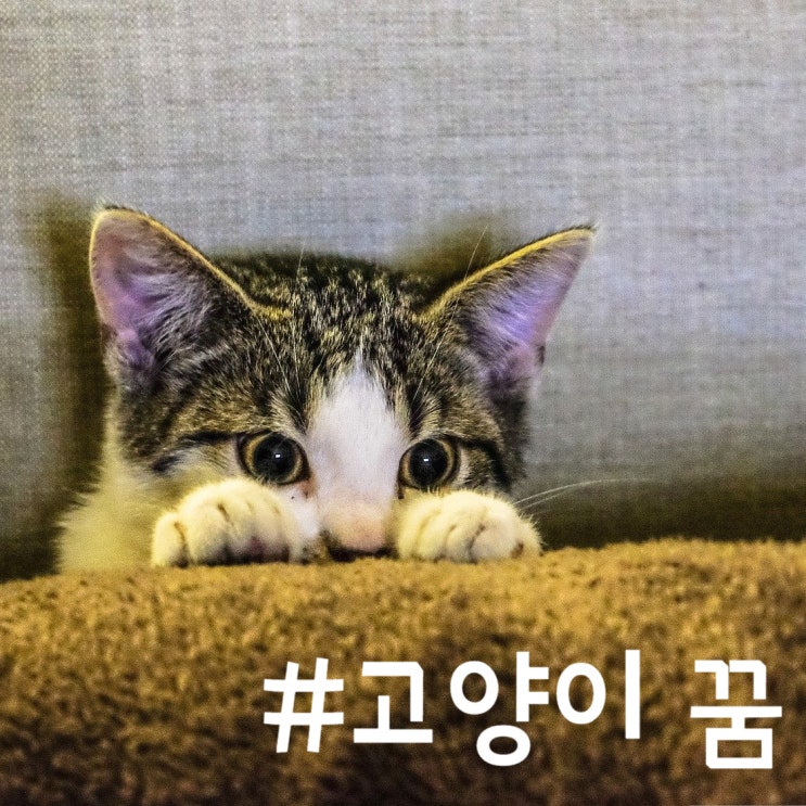  고양이꿈 # 꿈풀이 꿈해몽 태몽 길몽 흉몽