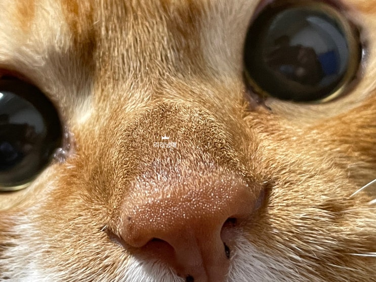  고양이 코딱지, 코막힘, 코골이까지 코에 관련된 3가지 건강상식