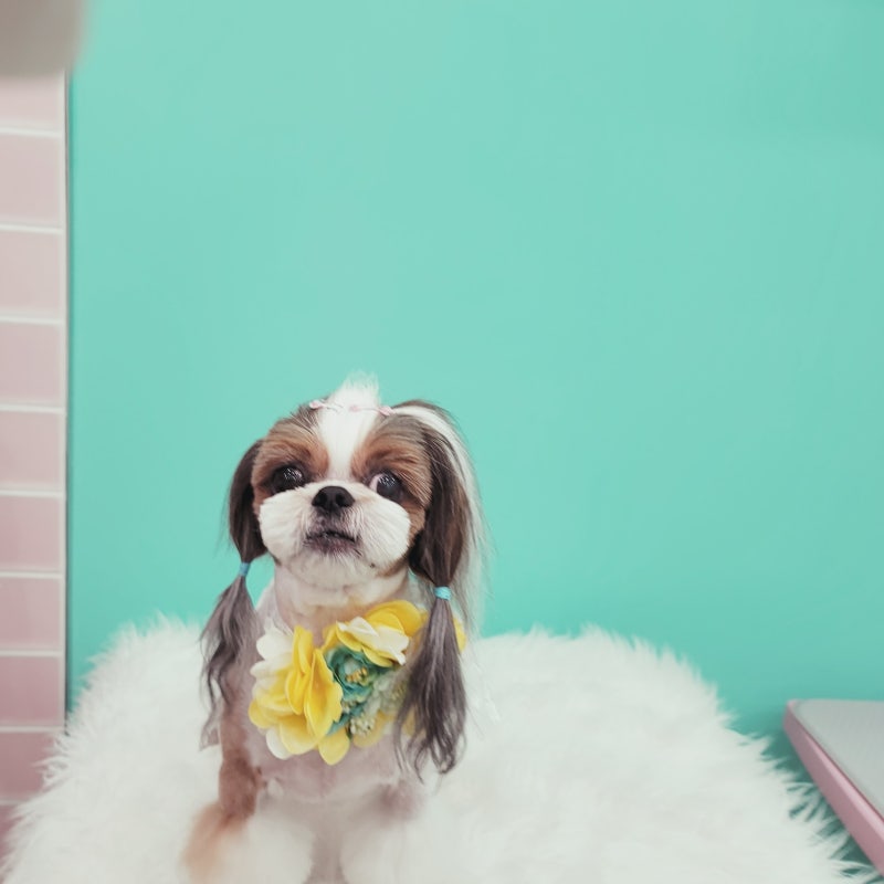 오도Dog펫살롱