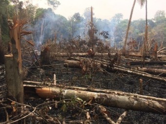 [지구온난화]세계 3대 우림 파괴 위기 콩고 열대우림 매각 예정 기후변화 예정