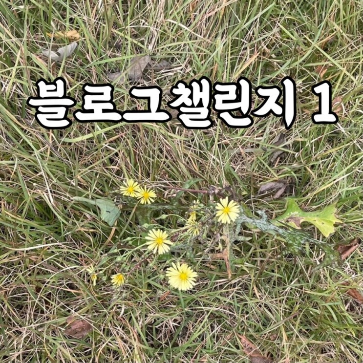  주간일기 챌린지 10월 2주차