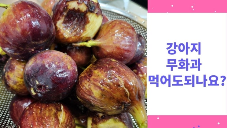 강아지 과일 무화과 먹여도 될까요? 정답은 반려인의 몫 강아지 과일 무화과 먹여도 될까요? 정답은 반려인의 몫