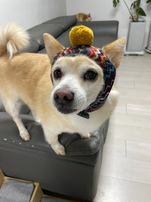 [샤인동물메디컬센터]강아지 십자인대 단열 수술 후기