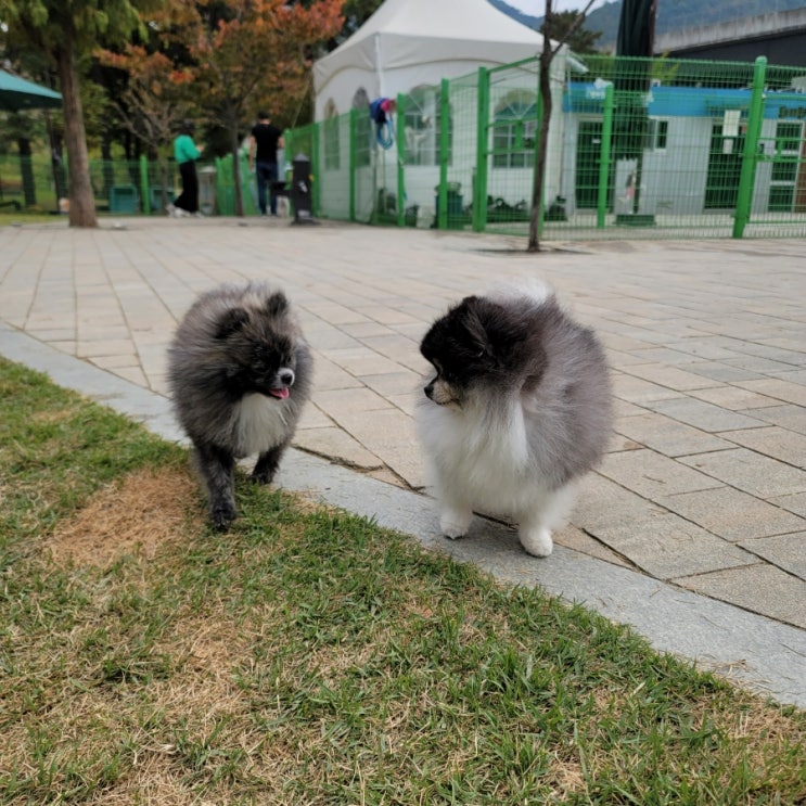 안양 삼막애견공원 강아지 무료 놀이터 운동장 좋아!