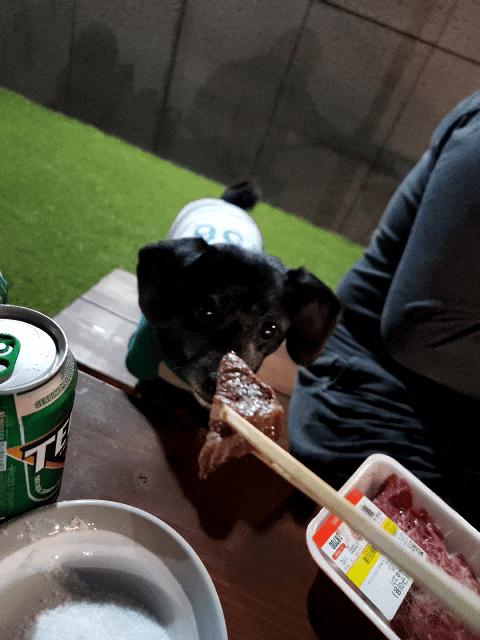강아지 고기 소고기 먹어도되나요? 주의사항은요? 강아지 고기 소고기 먹어도되나요? 주의사항은요?