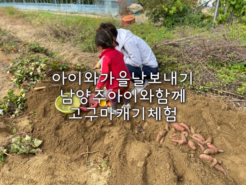 남양주 고구마캐기 아이와갈곳 지예농장