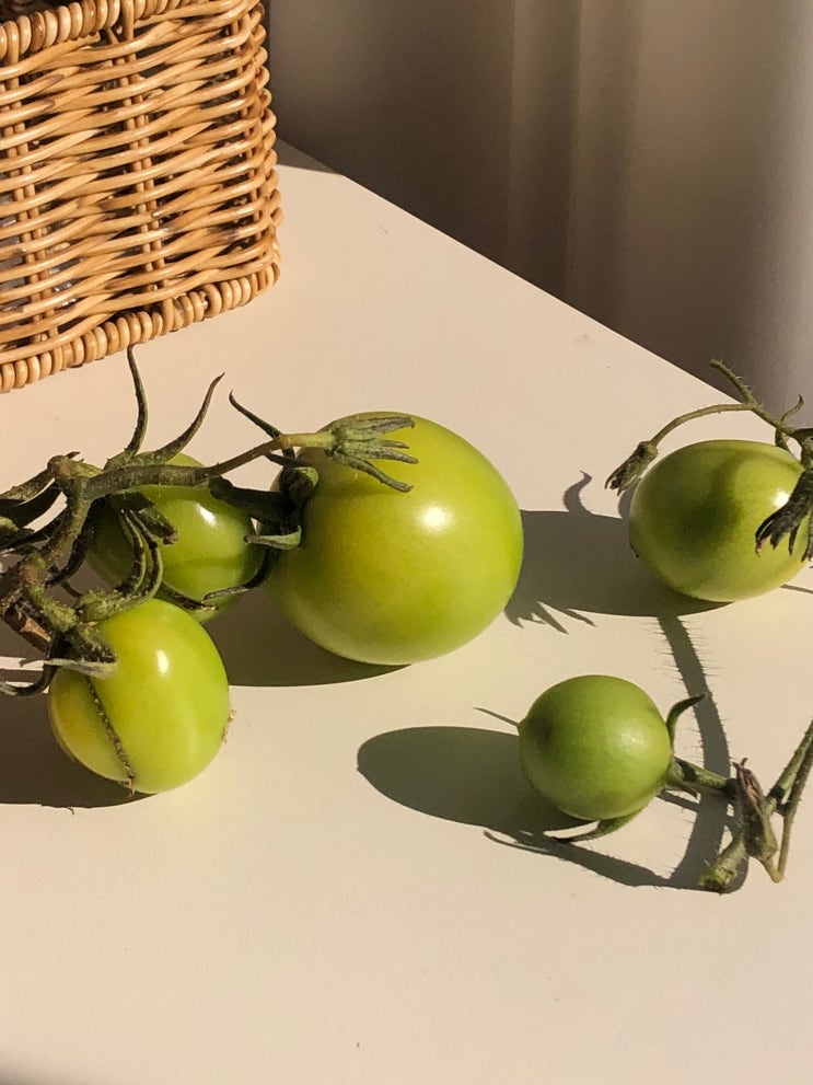  일주일 꽉 채운 채식식단 / 해산물 뷔페에서 채식으로 먹기 / 반려미생물 / 산책이 필요해