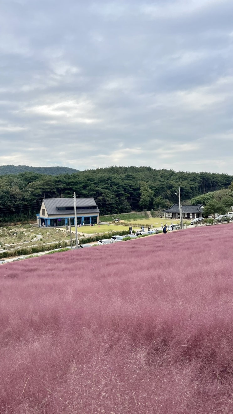  고창 청농원 핑크뮬리가든 요즘 날씨에 딱인 광주 근교 가볼만한곳