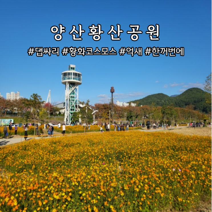 양산 황산공원 댑싸리 황화코스모스 억새 핫플
